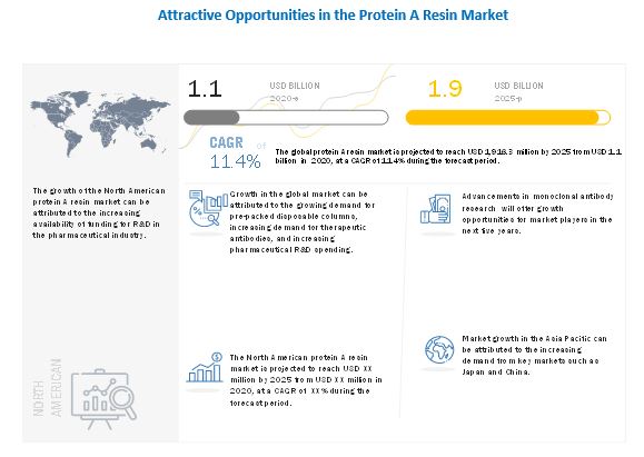 Protein A Resin Market